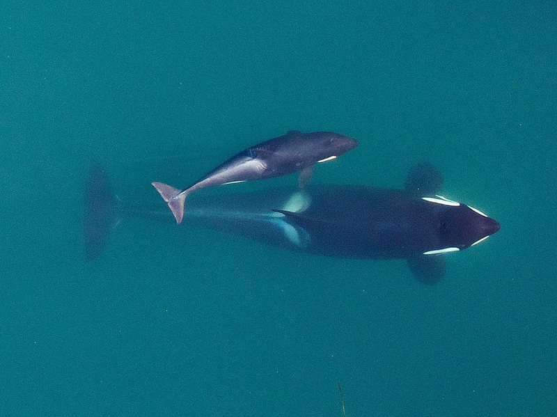 Illustration for article titled Drone Captures First-Ever Aerial Photos Of Nursing Orca Calf